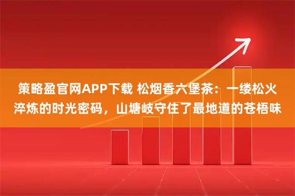 策略盈官网APP下载 松烟香六堡茶:一缕松火淬炼的时光密码,山塘岐守住了最地道的苍梧味